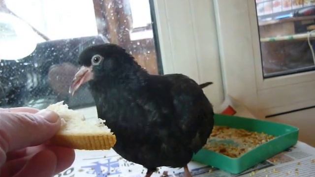 «ЗИМОРОДОК» 5. Сытая птица... смотреть онлайн