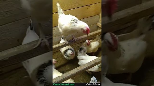Будни // Куры Адлерская серебристая // Яйца смотреть онлайн