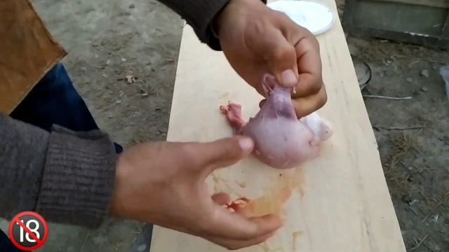 LAMP TESTICLES | Qo'chqor Moyagini Nima Qilish K-k? | Lamp Testicles Kabob | Grilled Lamp Testicles