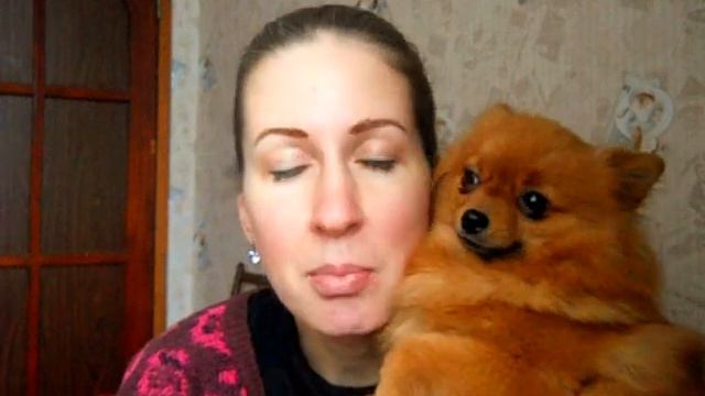 Течка у шпица, чего ожидать ? смотреть онлайн