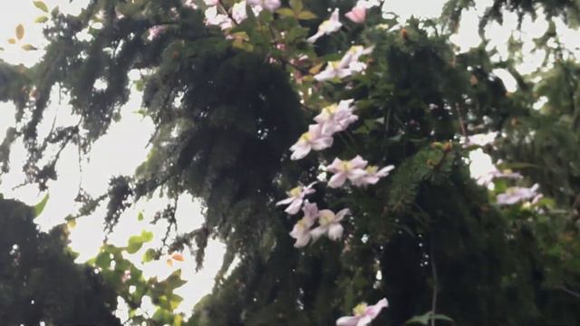 Clématite Des Montagnes 'Clematis Montana Mayleen' Du Velours Parfumé