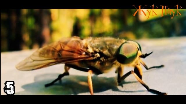 7 САМЫХ ОПАСНЫХ НАСЕКОМЫХ В РОССИИ смотреть онлайн