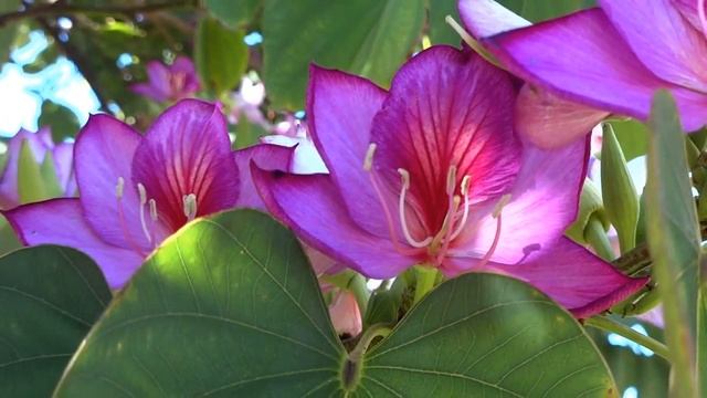 Красная роза. Романтическая история о знакомстве по переписке (слушать) смотреть онлайн