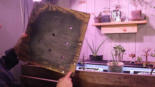 Dave's Bonsai E25: Ficus Forest on the Fish Tank смотреть онлайн