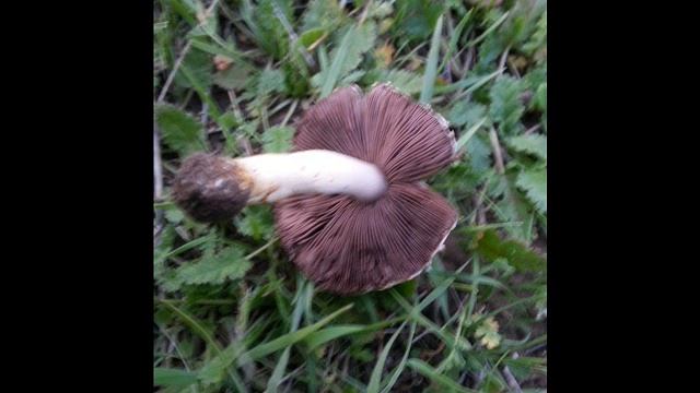 Agaricus comtulus смотреть онлайн