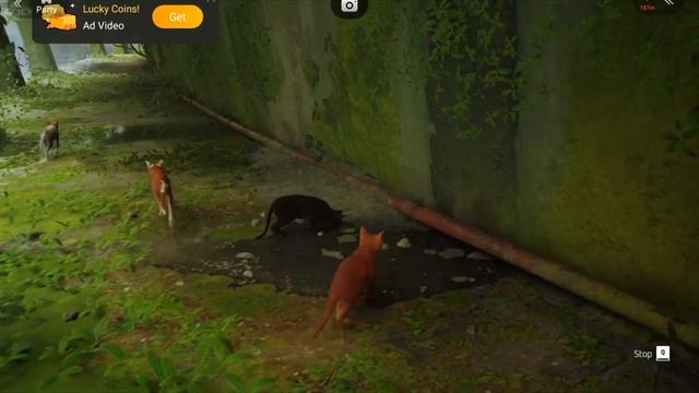 тест игры stray в chikii смотреть онлайн