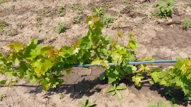 20160607 Виноград Фуршетный смотреть онлайн