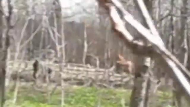 ЛКФ Рокки и Онни притравка на барсука.