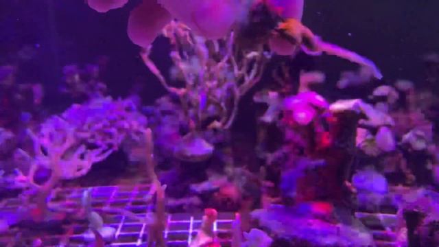 Осмотр кораллов. Кто живет в морском аквариуме? Зачем кораллам зубная щётка? смотреть онлайн