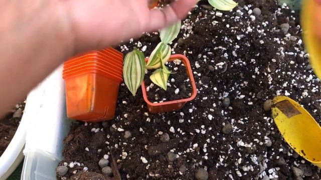 ขยายพันธ์tradescantia yellow hill ปักชพาแล้วก็อบ смотреть онлайн