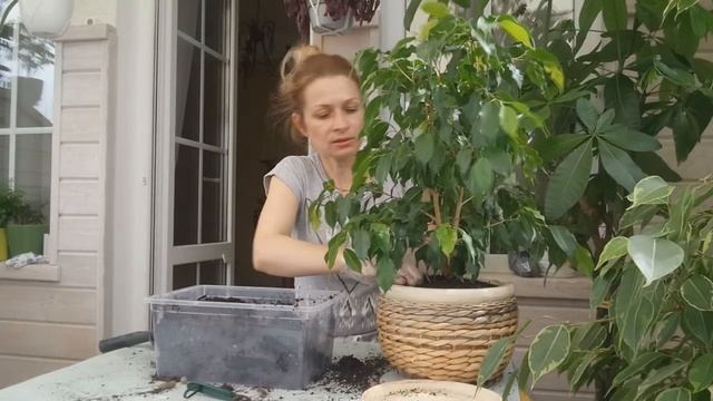 ПЕРЕСАДКА ФИКУСА БЕНДЖАМИНА смотреть онлайн