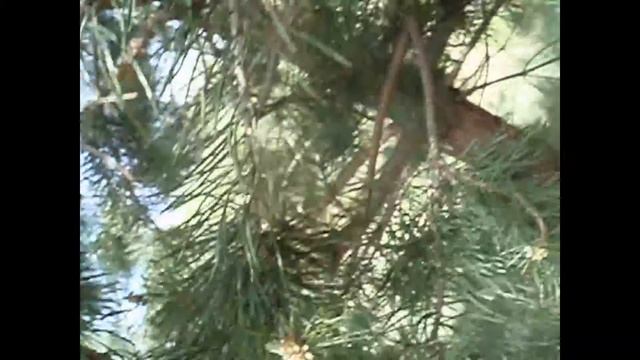 2010. Сосны цветут смотреть онлайн