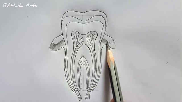 How to Draw Structure of a Tooth | Tooth Structure смотреть онлайн