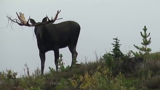 Unbelievable Archery Moose Hunt смотреть онлайн