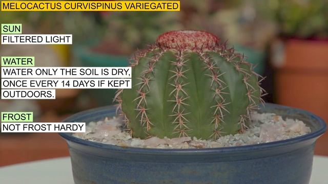 Melocactus Curvispinus Variegated