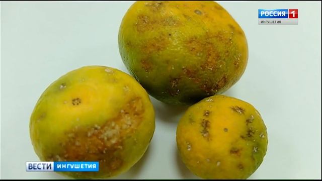 В Ингушетии принимают меры по предотвращению распространения коричнево мраморного клопа смотреть онлайн