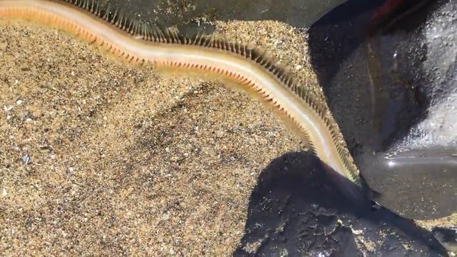 June 5, 2017 Large Mussel Worm смотреть онлайн