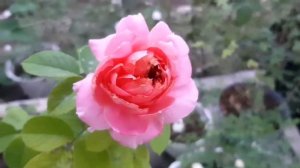 moulin de la galette roses are starting to be beautiful