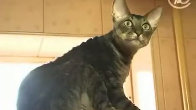 Гостиница для кошек «Cat's Dream Hotel»