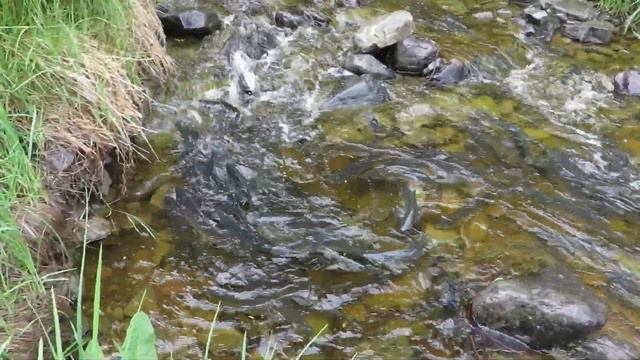 Дальний Восток Охотское море Жизнь в лесу Чудо ход Горбуша в ручеёк 35 15 июля 2021 смотреть онлайн