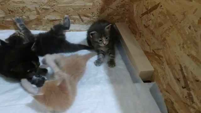 Sweet babies play - 25 days. Maine coon cattery Yanika Star. смотреть онлайн