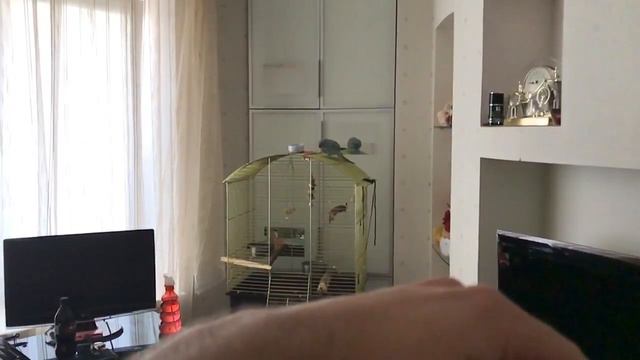 Полет попугая в слоу-мо смотреть онлайн