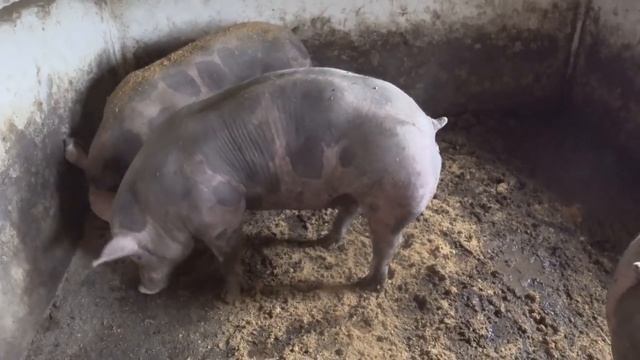 Поросята дюрок ,кантор,Durok breed Pietren смотреть онлайн