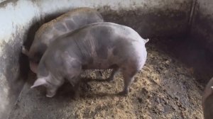 Поросята дюрок ,кантор,Durok breed Pietren