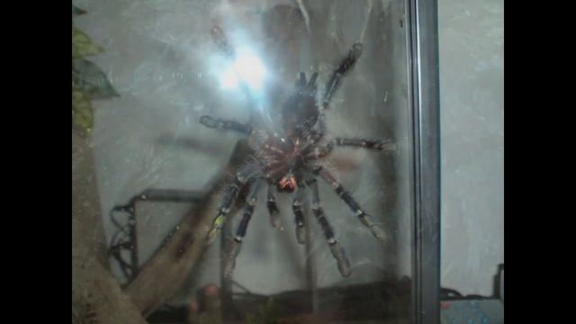 Avicularia Purpurea ( Aurelia )