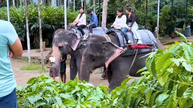 Our Kerala Trip under 1 Lakh! Bad Experiences? 5-Days смотреть онлайн