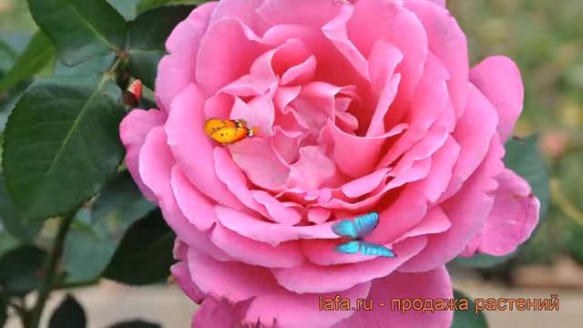 Роза чайно-гибридная Пинк Пис (rose pink peace) ? Пинк Пис обзор: как сажать, саженцы розы Пинк Пис смотреть онлайн