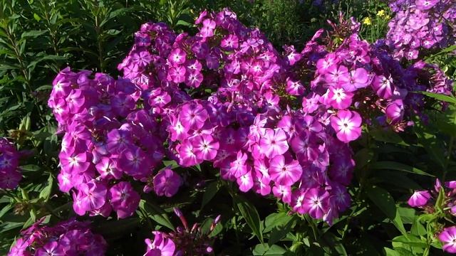 Флокс метельчатый Фестивальный – автор Грошикова 1944г смотреть онлайн