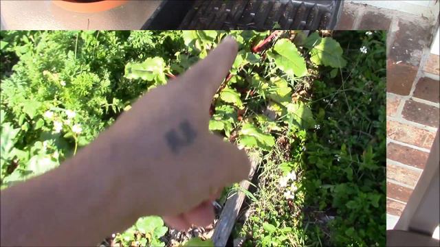 April Garden Update In Zone 9 Harvesting Carrots And Beets смотреть онлайн