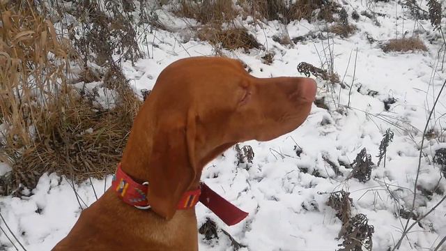 Выжла поикуропатке(коби 8 мес) смотреть онлайн