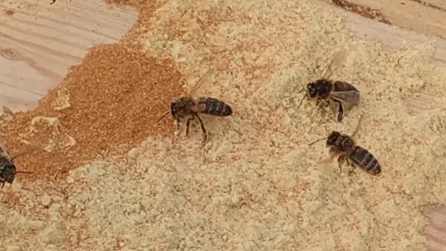Неужели этим они кормят свое потомство? Красный перец и пчелы. смотреть онлайн