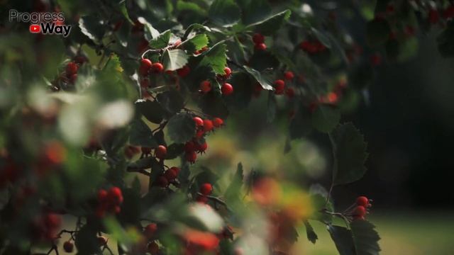 Пейте Перед Сном! И На Ночь, Поджелудочная Скажет Спасибо! Даёт Силу И Здоровье! смотреть онлайн