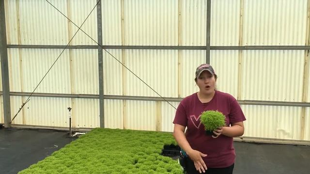 Riverbend Nursery Plant Premiere Week 26 #1-Sagina subulata 'Aurea' 1 quart смотреть онлайн