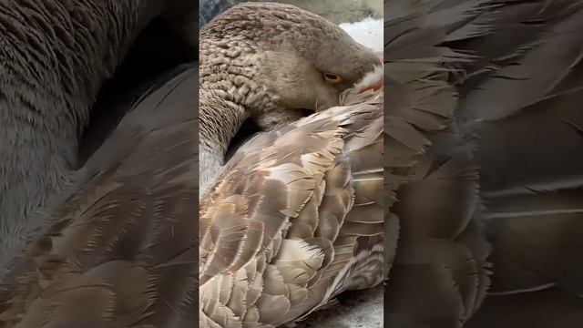 Посмотрим по ближе? как происходит процесс чистки пёрышек?