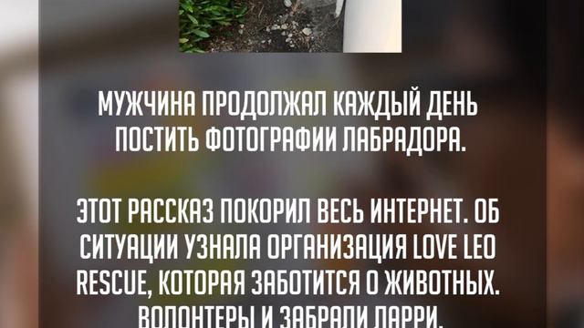 СОБАКА ВАЛЯЛАСЬ В ГРЯЗИ СЕМЬЯ УШЛА И БРОСИЛА ЕЕ ВОТ ЧТО БЫЛО ПОТОМ смотреть онлайн