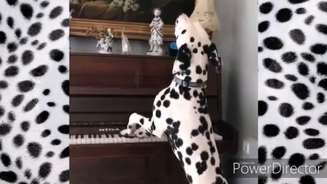 Dalmatian. Breed Characteristics / Далматин. Описание породы