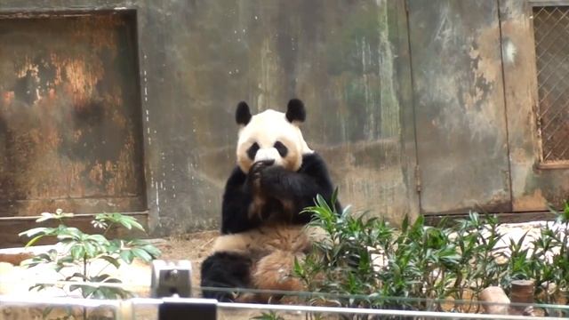 Панды Оушен парк Гон Конг. Ocean Park Hong Kong Pandas смотреть онлайн