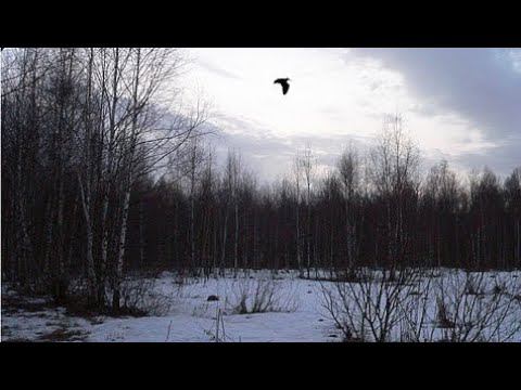 Охота на вальдшнепа весной с русским охотничьим спаниелем. смотреть онлайн