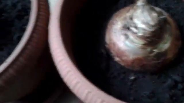 АМАРИЛЛИС.Как вырастить амараллис и уход в домашних условиях. смотреть онлайн