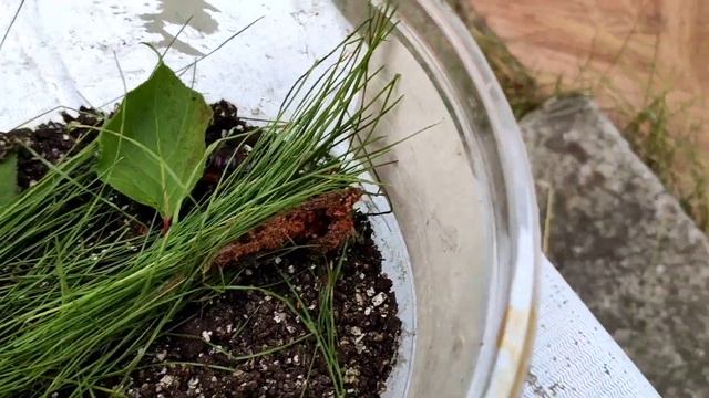 супер гусеница часть 2. гусеница делает кокон!!! смотреть онлайн