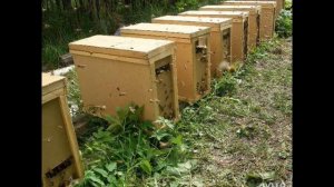 Пчелосемья цена