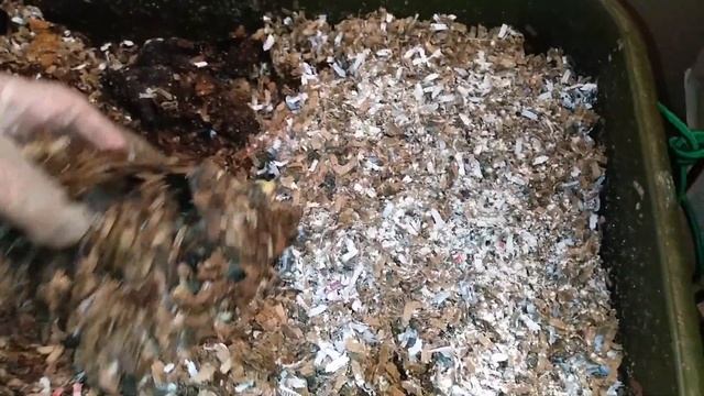 Red Wigglers Vermicompost Harvest #11 - FAIL - Hungry Bin Worm Compost 31 Dec 2019 смотреть онлайн
