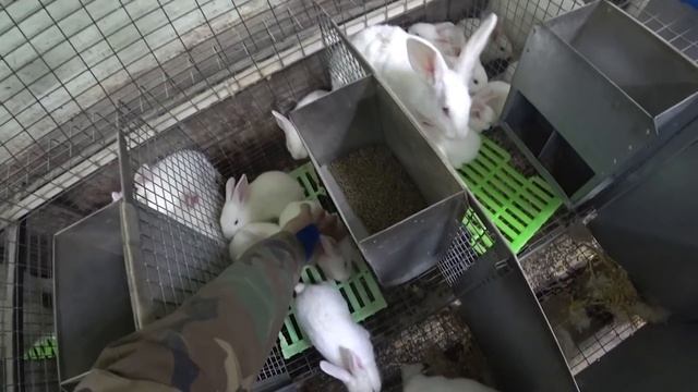 КРОЛЬЧАТАМ 20-25 ДНЕЙ. ЧТО ПРОИСХОДИТ? смотреть онлайн