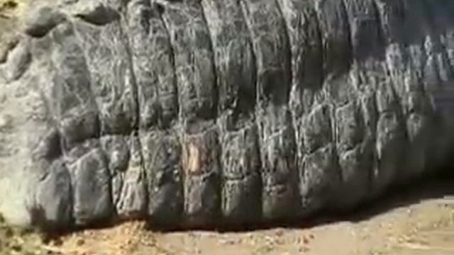 Crocodile смотреть онлайн