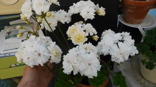 'Rushmoor Rhone ' Zonartic pelargoniums. смотреть онлайн