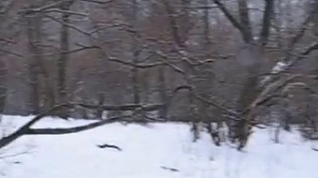 Будни егеря. Зимняя подкормка кабанов. 2 часть. смотреть онлайн